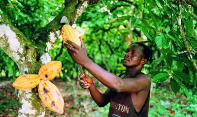 cocoa pods Menakao