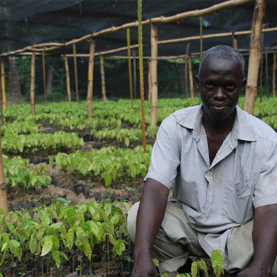Man amongst crops Kokoa Kamili