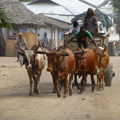 cart being drawn by bulls Kokoa Kamili