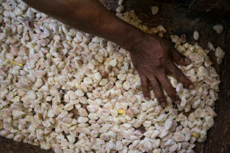 cocao beans and pulp fermenting