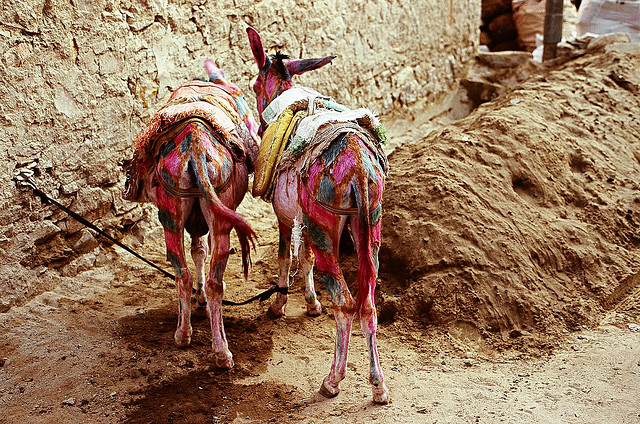 two donkeys looking colourful