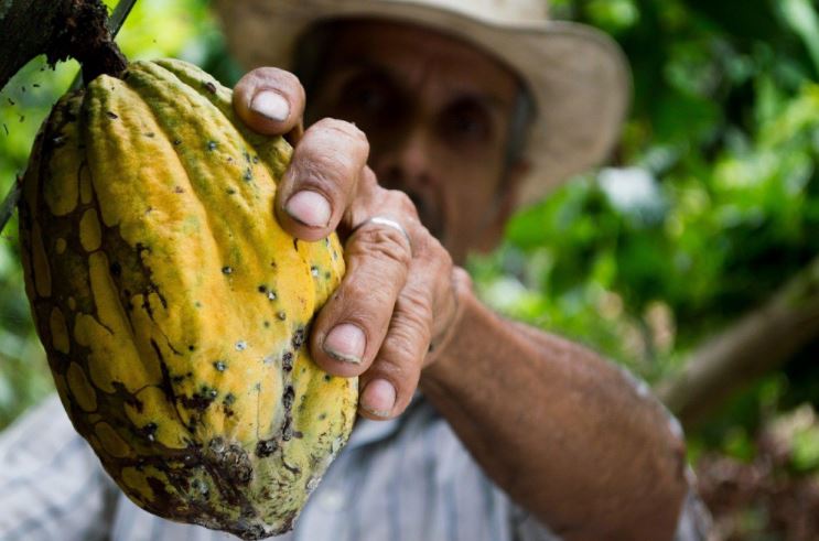 man grabbing a cocoa pod