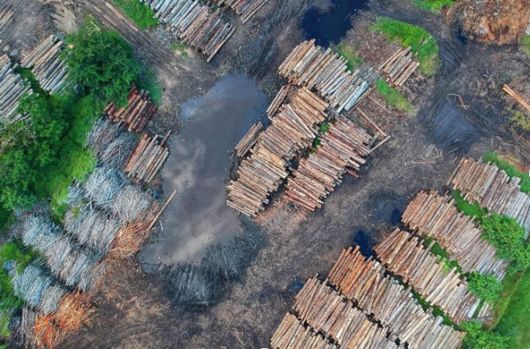 overhead shot of tree logs cut and laid out