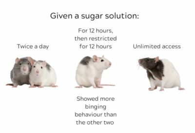 infographic showing rat behaviour when given a sugar solution