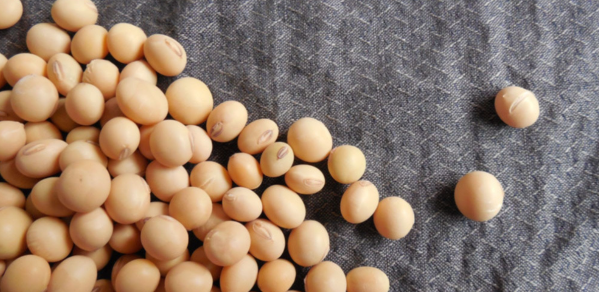 soybeans