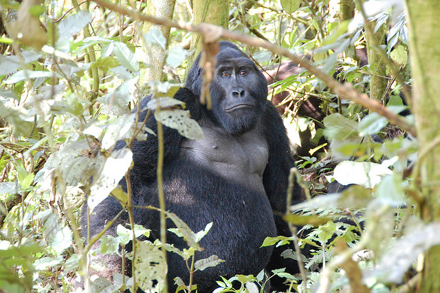 Gorilla in the forest