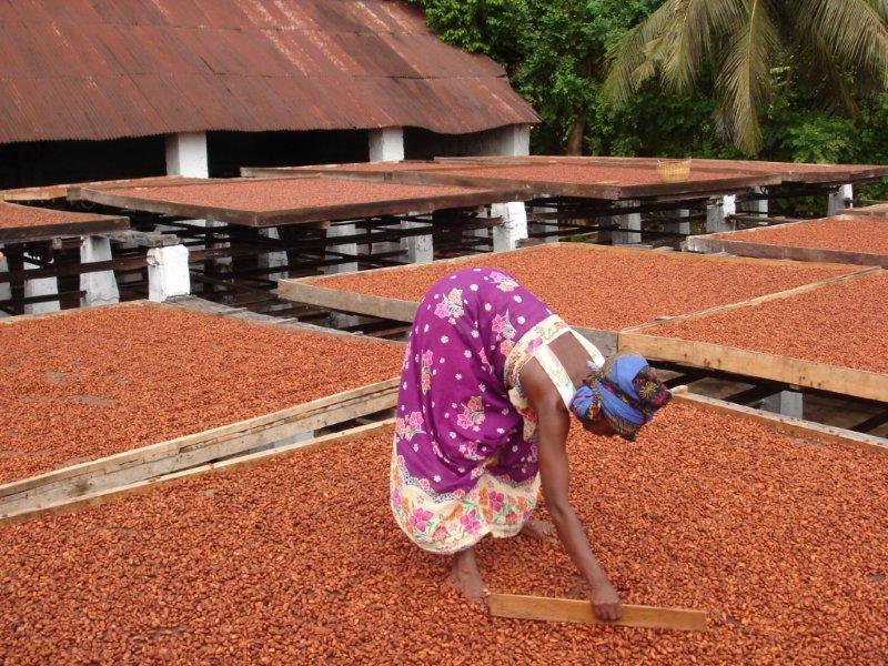 woman laying out cocoa beans to dry