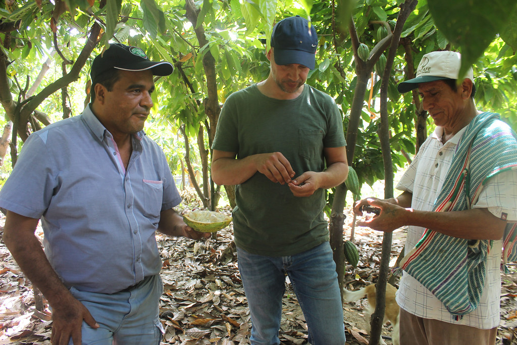 three men in a cacao plantation looking down at cocoa pods