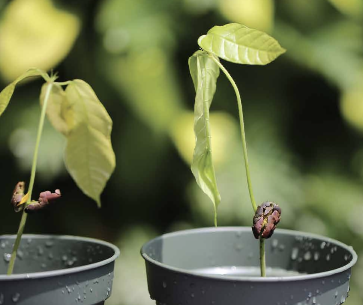 A baby cocoa plant in a black plant pot, with a little cocoa flower starting to grow.