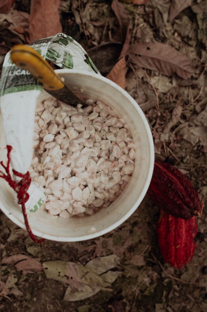 A bowl of cocoa beans covered in pulp in a red bowl, with a knife sticking into the beans. There are some cocoa pods next to the bowl on the forest floor, with brown leaves covering the floor.