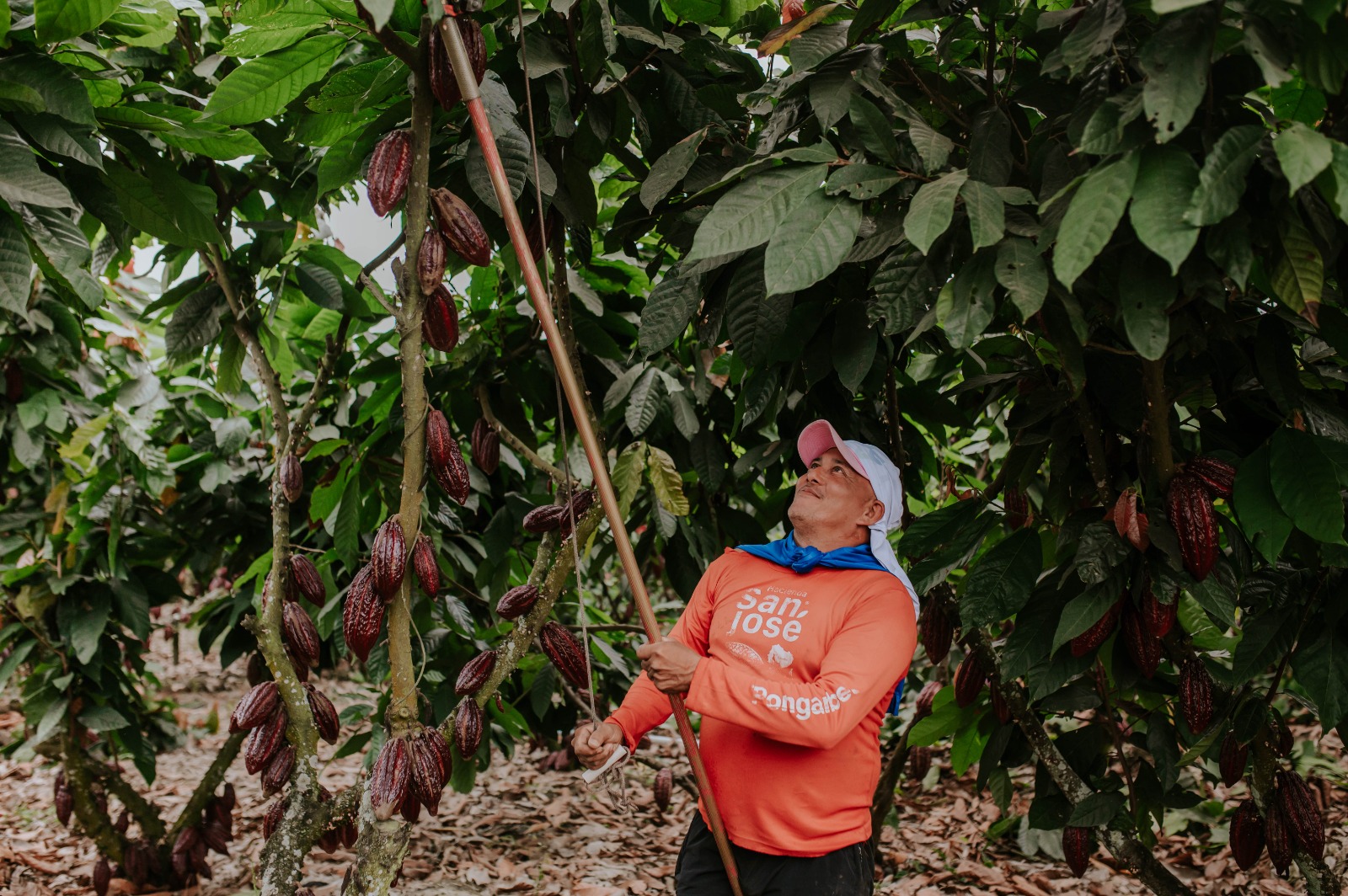 farmer getting cocoa pods down from treees