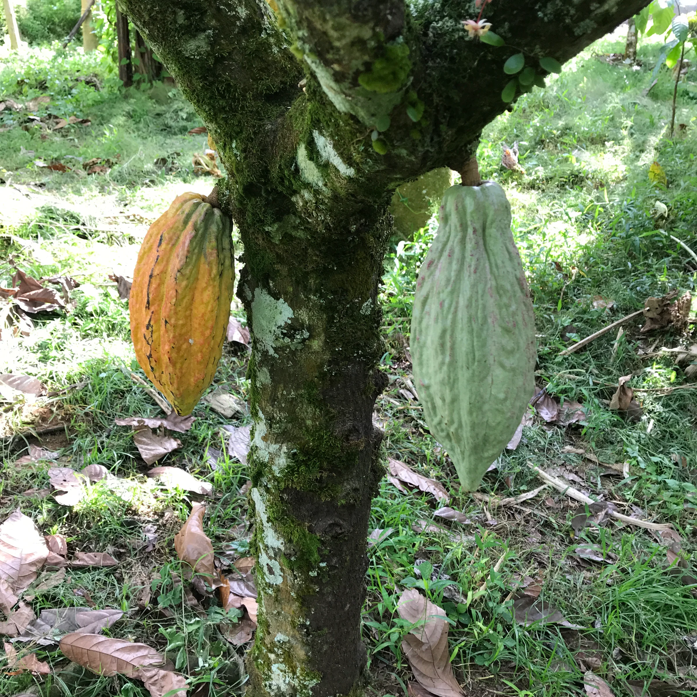 Two cocoa pods growing on trees. One is yellow one is green
