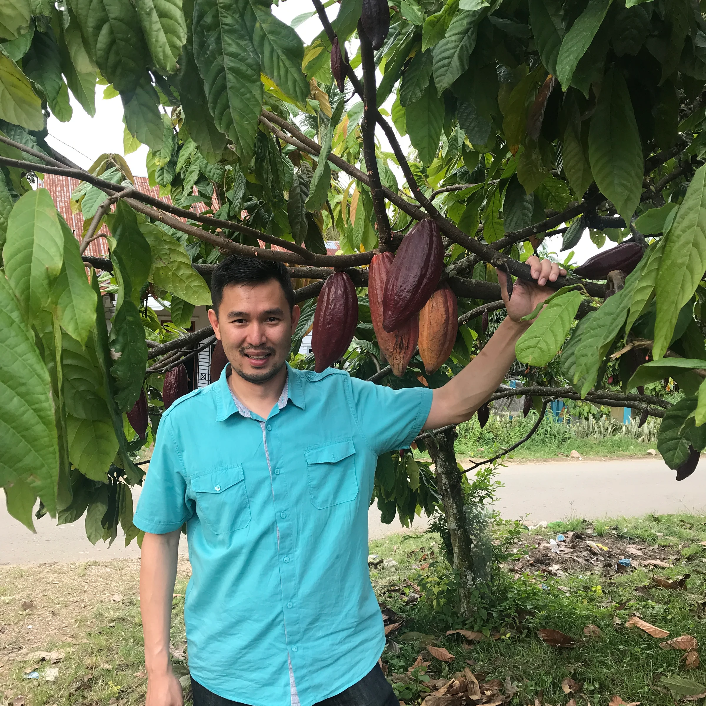 An indonesian man in a sky blue shirt standing under a cocoa tree and holding his right hand up towards the tree.