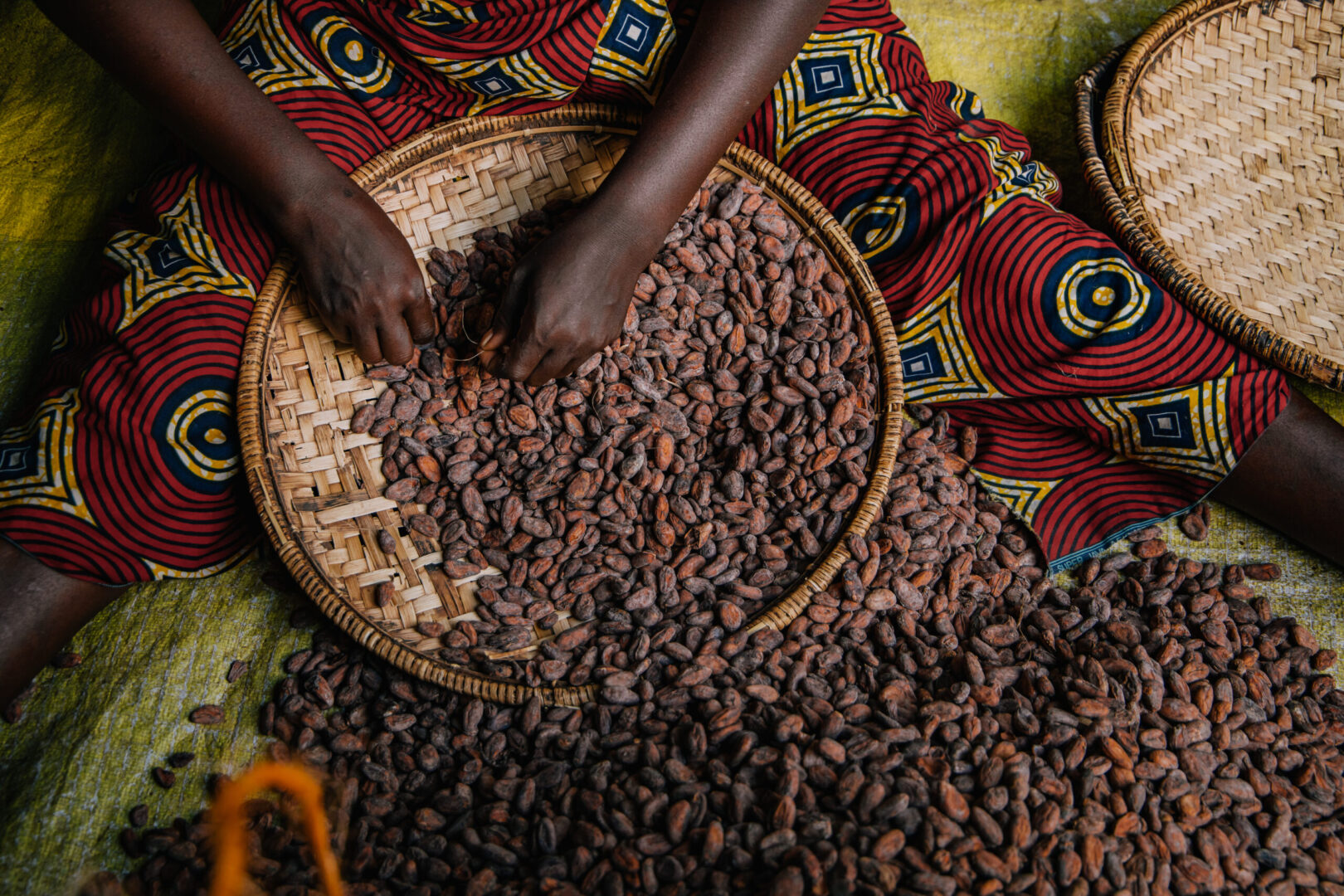 hands with cocoa beans