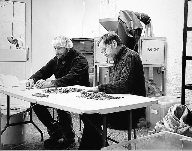 A black and white photo of two older white men sorting through cocoa beans on a white table.