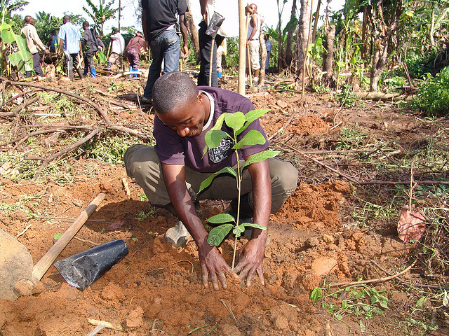 A black man crouching down and planting a tree in freshly dug up soil