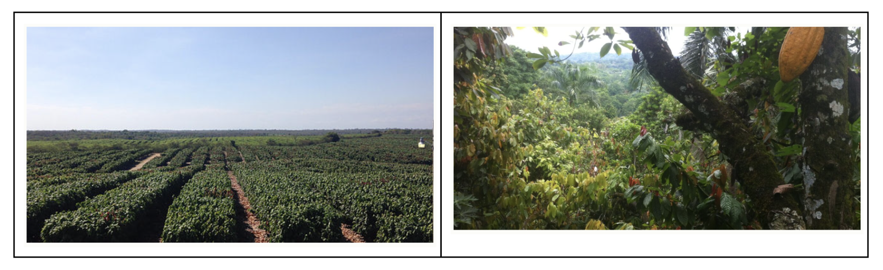 Photos depicting monoculture and agroforestry in practice