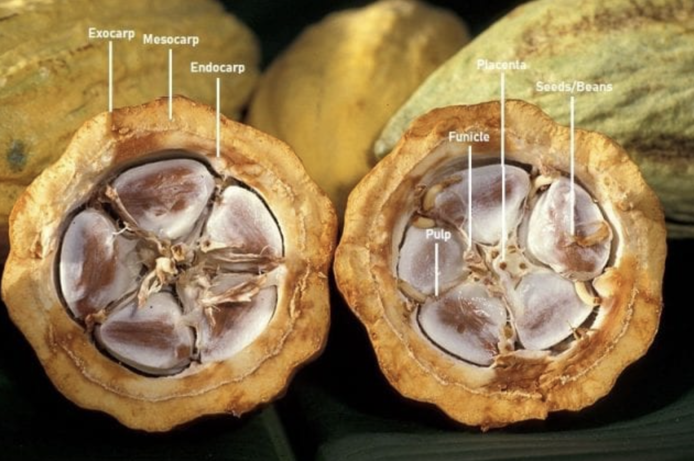 The inside of a cocoa pod, with a round husk and lots of white-coated beans