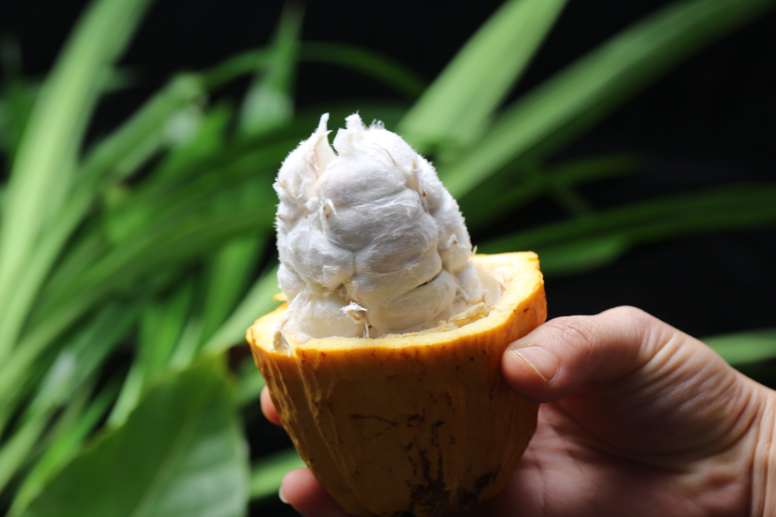 A photo of a white persons hand holding a half opened cocoa pod, with the pulp surrounding the cocoa beans being shown. The cocoa pod outside is orange, and the background is green grass.